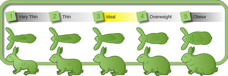 rabbitweightscale.JPG