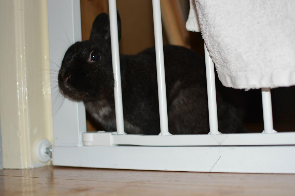 pet gate for rabbits
