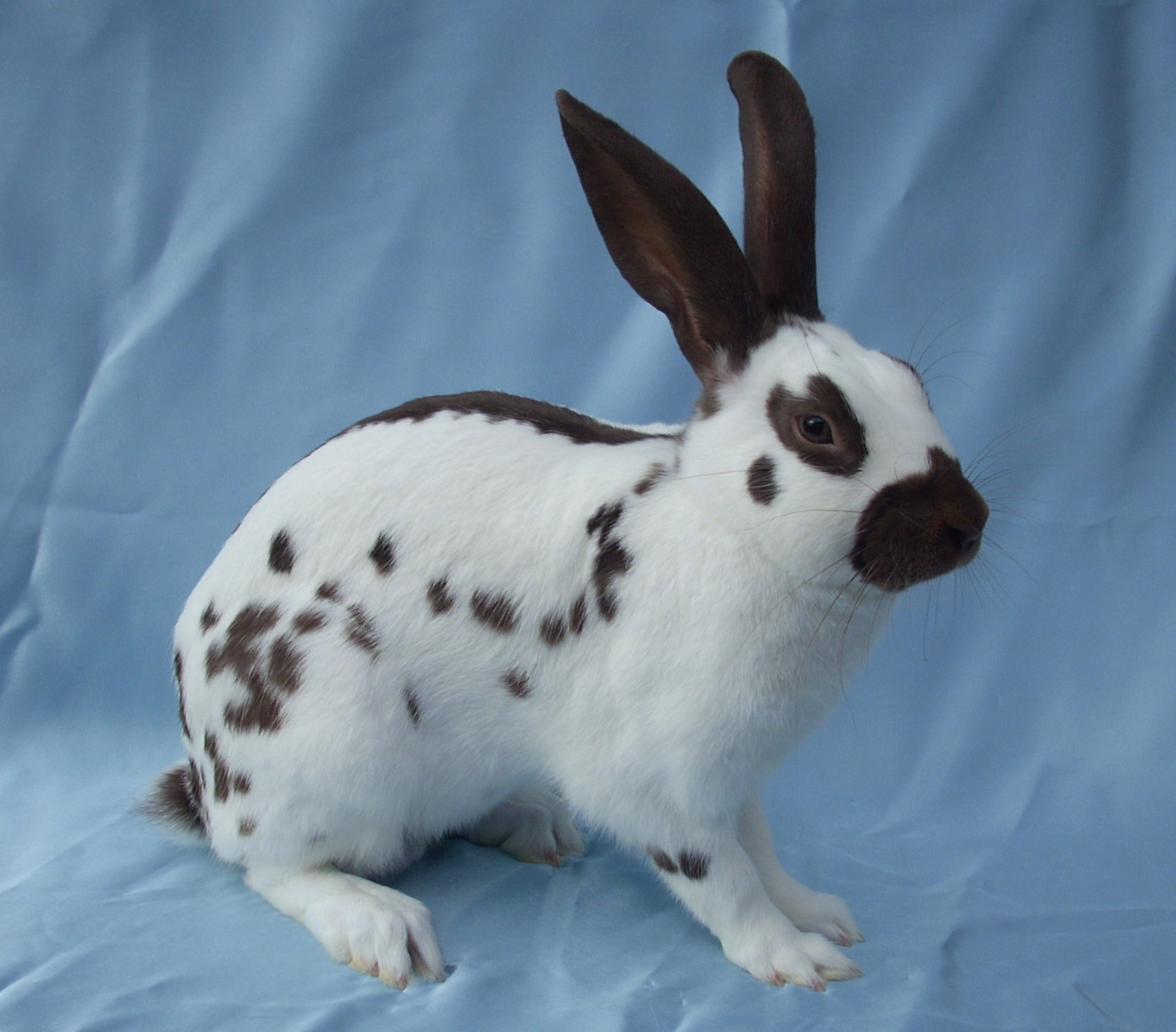 english spot rabbit