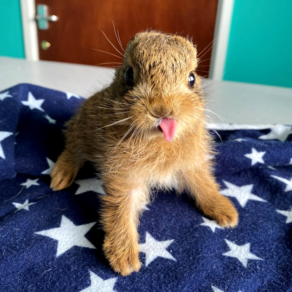 Toltrazuril Dosage Calculator for Hares (Leverets)