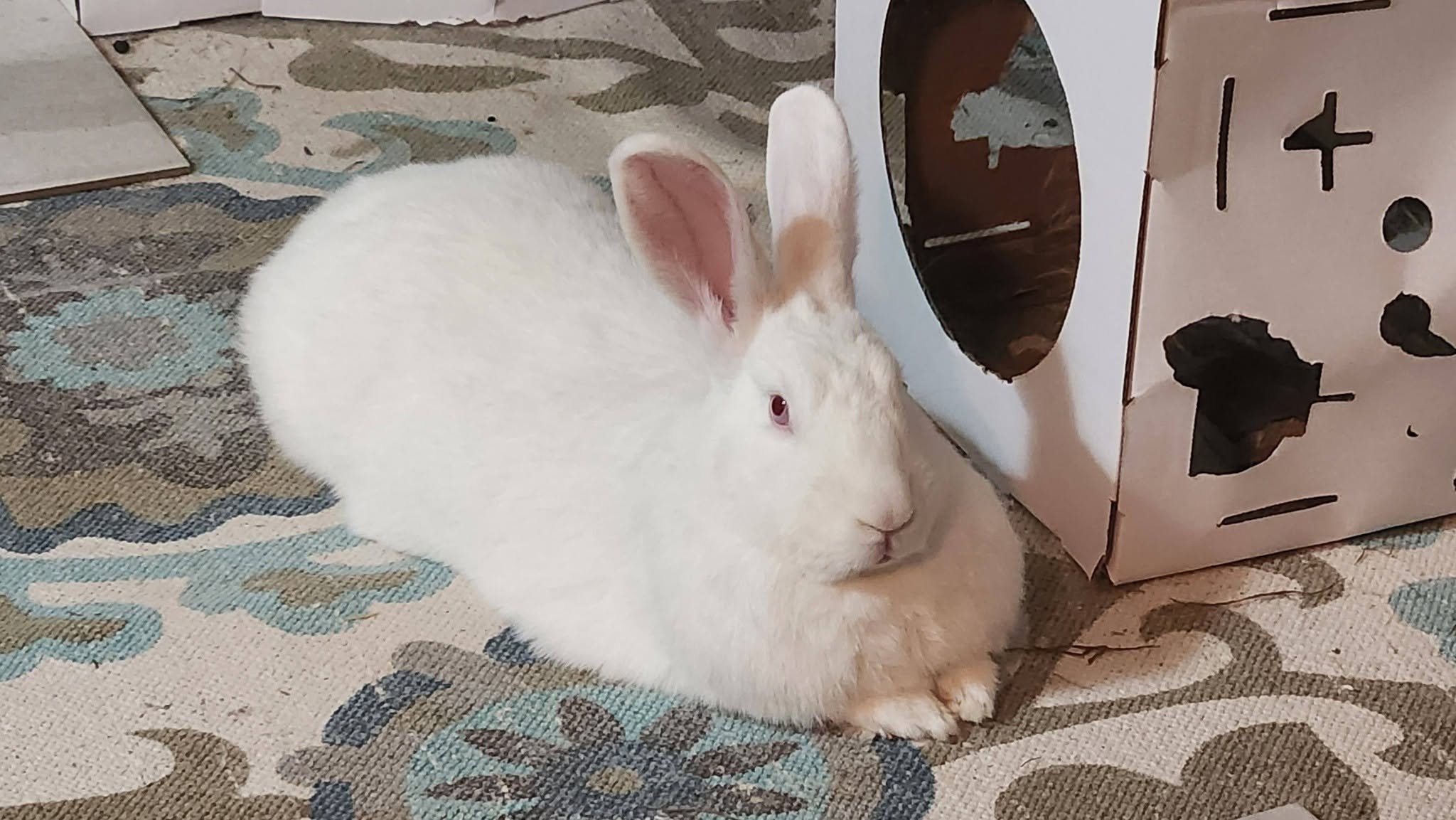 Maple relaxing indoors next to a cardboard box