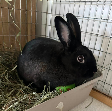 Black Rabbit