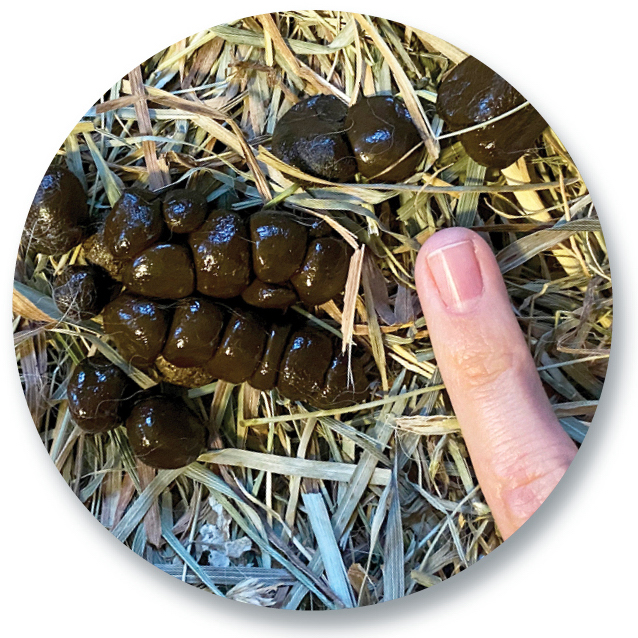 Megacolon Cecotropes