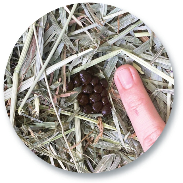 Normal Cecotropes