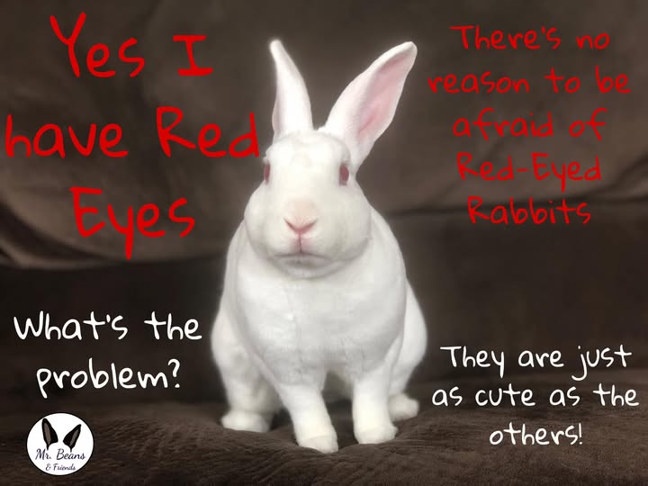 Rabbit Treat/Food Image