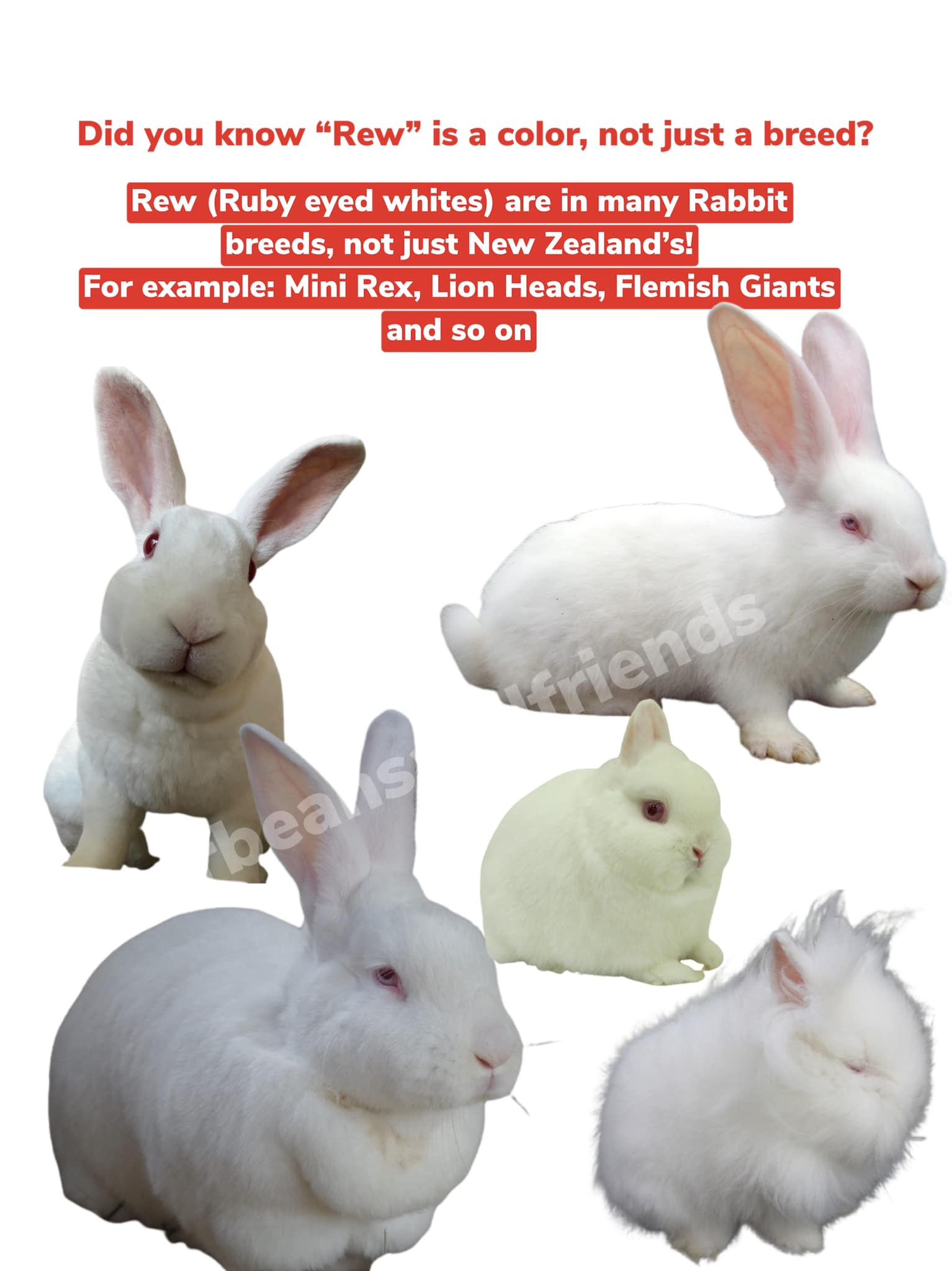 Rabbit Treat/Food Image