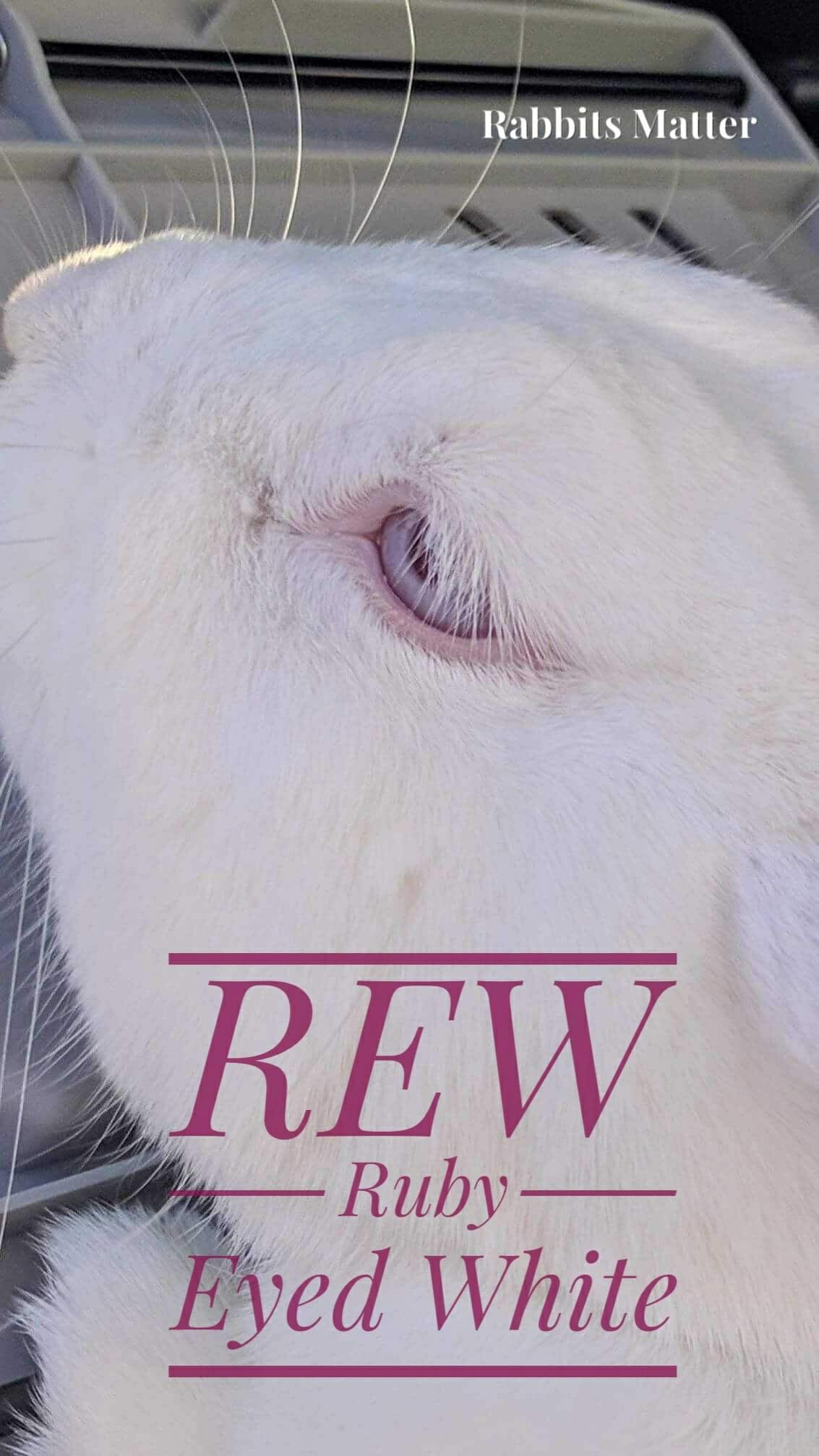 Rabbit Treat/Food Image