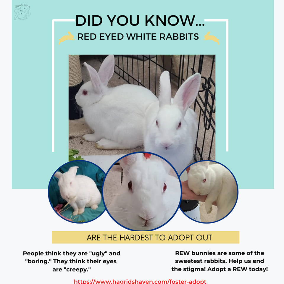 Rabbit Treat/Food Image