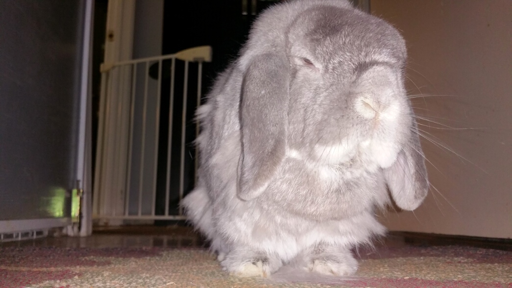 BunnyBoy