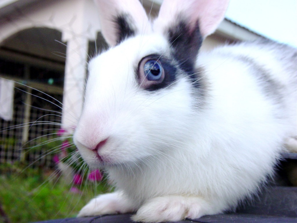 7 Types of Rabbit Eye Colors and Their Rarity (With Pictures), Pet Keen