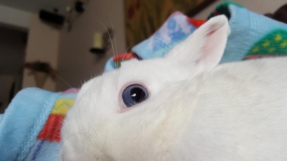 7 Types of Rabbit Eye Colors and Their Rarity (With Pictures), Pet Keen